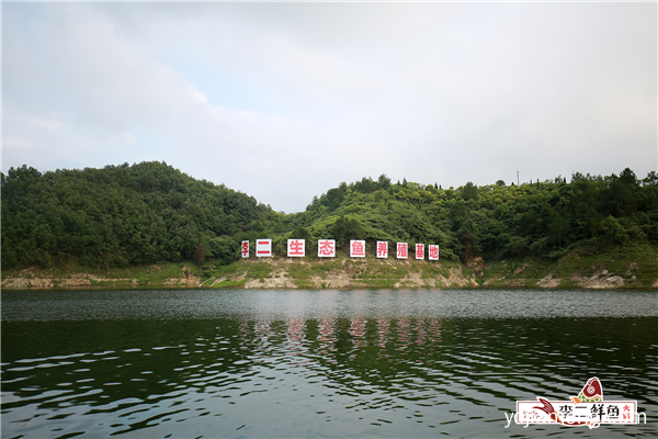 李二鲜鱼丹江口水库生态鱼养殖基地