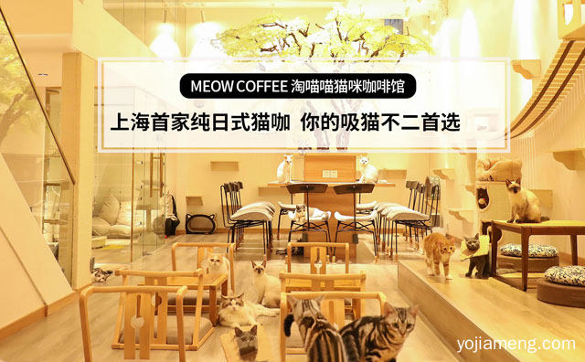 上海一家纯日式猫咖，淘喵喵猫咪咖啡馆，详细看看！