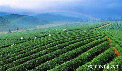 茶叶_副本.jpg