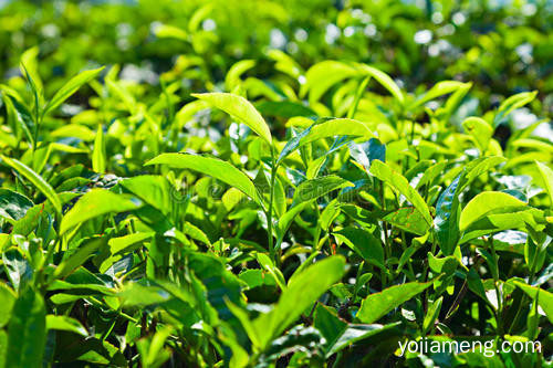 茶叶2_副本.jpg