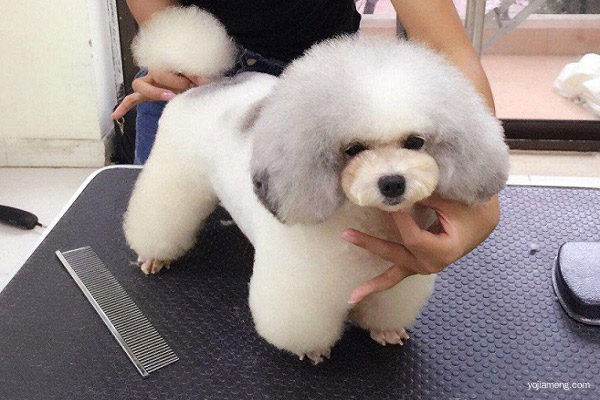 宠物店加盟 宠物店加盟