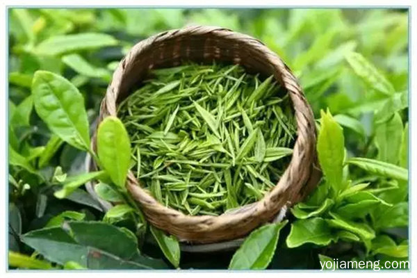 山东曲阜古茗投资